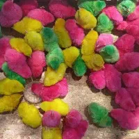 جوجه رنگی