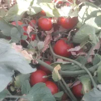 کاردرمزرعه باغ انگور کارکشاورزی