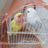 کوتوله مولد