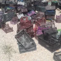 سبد
