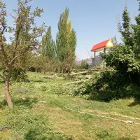 درخت|خدمات باغبانی و درختکاری|اهر, |دیوار