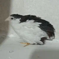 بلدرچین مینیاتوری