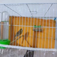 قناری ماده آماد جفت گیری