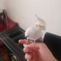 عروس هلندی ماده