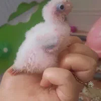 جوجه گرینچیک آناناسی