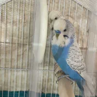 مرغ عشق انگلیسی کیفیت بالا