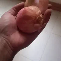 حراج پیاز محلی خشمزه