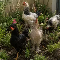 مرغ و خروس برهما پاپر