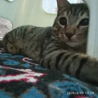 واگذاری گربه ۴ماهه