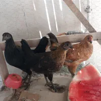 جوجه بزرگ محلی  باقفس