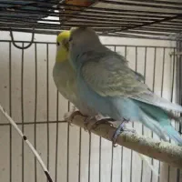 یک جفت مرغ عشق