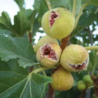 گیلاس|خدمات باغبانی و درختکاری|کرج, شهرک نهال و بذر|دیوار