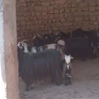 سلام ۹ راس بز داشتی  با ۳ کره بفروش می‌رسد