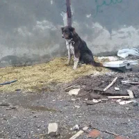 سگگ|سگ|الیگودرز, |دیوار