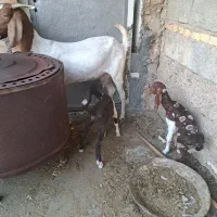 بز دوقلو کهره ماده