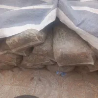 فروش  ذرت علوفه  ای بسیار عالی