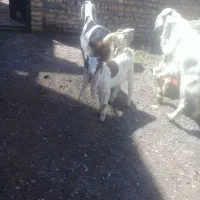 شیر بز پاکستانی
