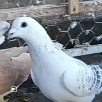 یک عددشامی ویک مگسی