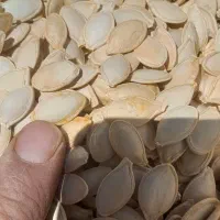 کدو بذری T19هیبرید