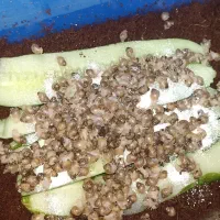 حلزون طبی پرورشی