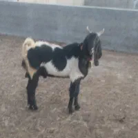 بز نر