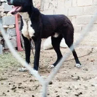 واگذاری سگ خراسانی
