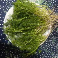 داغ گشنیزی|خوردنی و آشامیدنی|اسکو, |دیوار