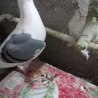 پشت گراف ماده