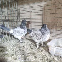 کبوتر جوجه و کهنه