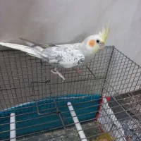 عروس ۲عدد نر