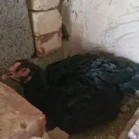 ماکیان