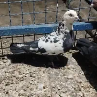 ستا کبوتر زرنگ پرشتی آنتیک
