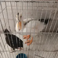 اردک و جوجه کاملا سالم