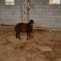 بره ماده افشاری