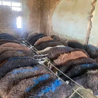 بره برای قربانی