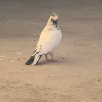 کله دم سبز|حیوانات|مهاجران, |دیوار