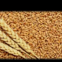 فروش ۱۰تن گندم دیم