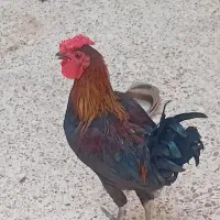 شیبان