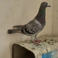 ماده پلاکی