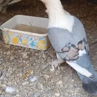 بلژیکی دوبال آبی نر مست