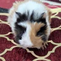 خوکچه هندی حیوان بسیار آروم و اهلی