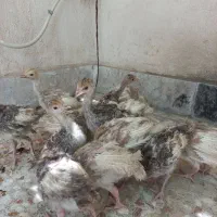 جوجه بوقلمون