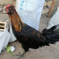 خروس ۵ ماهه