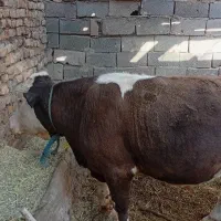 گوساله نر سیمینتال
