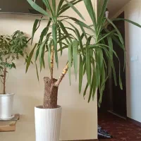 یوکا تنه درختی