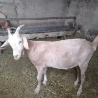 بزداشتی