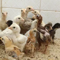 جوجه در سنین مختلف