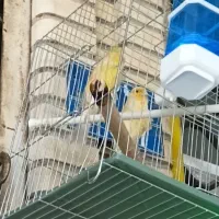 جفت قناری قیمت ارزون ارزون