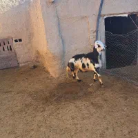 قوچ پلنگی|حیوانات مزرعه|خنداب, |دیوار