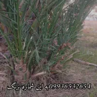 پاجوش کلیته‌‌